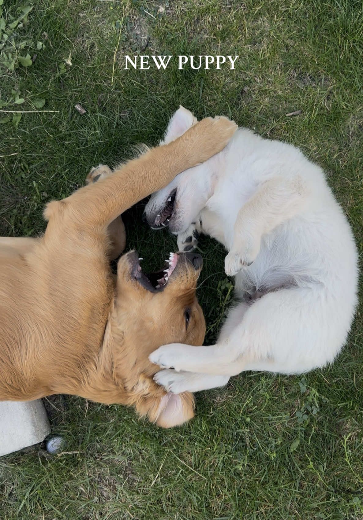 Surprise!! Cosmo’s officially a big brother 😍🐾 Everyone meet Milo 🐶 #goldenretriever #goldenretrieverpuppy #newpuppy  #puppylove #puppy 