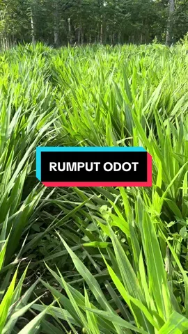 🌱 Rumput odot, pakan favorit kambing! Cepat tumbuh, bergizi, dan bikin kambing makin lahap 🐐✨ Kunci kambing sehat & cepat gemuk ada di hijauan berkualitas 💚 #RumputOdot #PakanKambing #TernakKambing #Peternakan #KambingSehat     