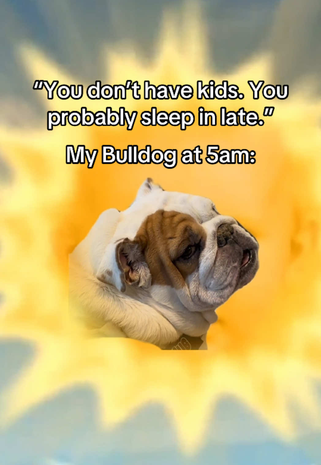 #MemeCut We love you @Sir Albert the Bulldog even if you wake us up at 5am #bulldoglife #englishbulldog 