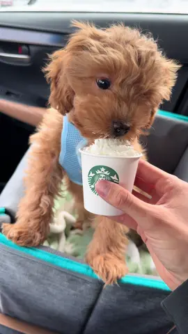 Absolute fiend for a pup cup #cavapoo #cavapoopuppy #cavapoosoftiktok #doodle #doodlesoftiktok 