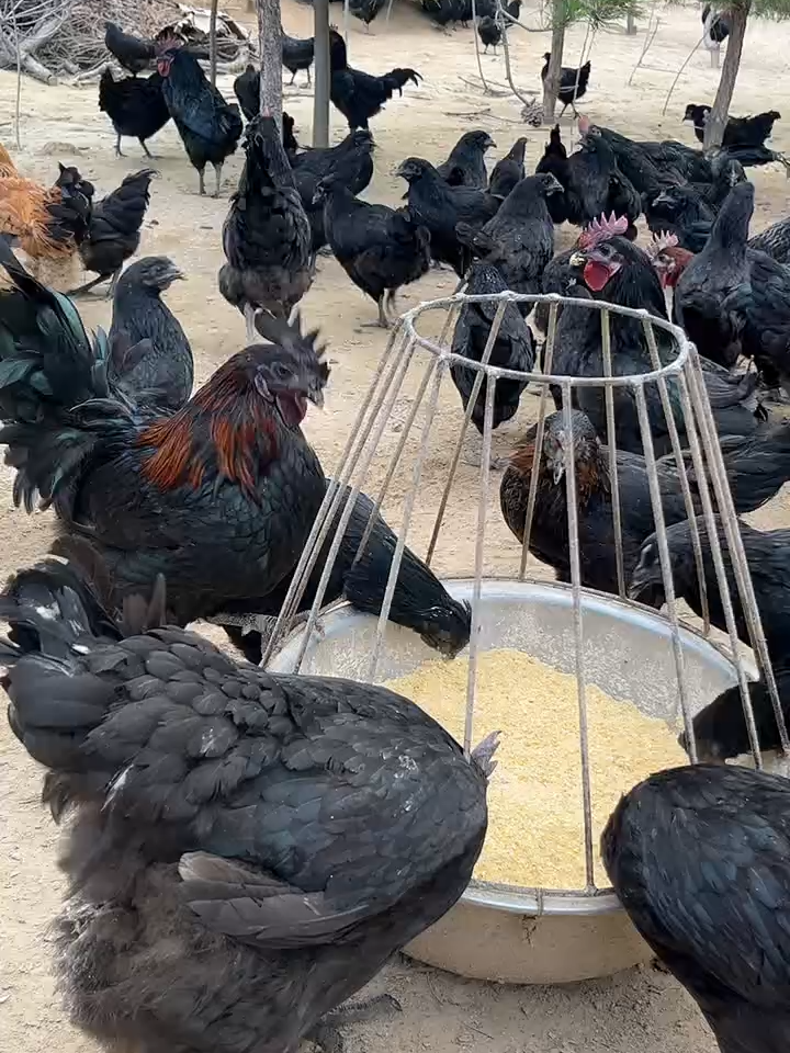 black is black#hen #eatingbirdfood #chicken #birds #usa
