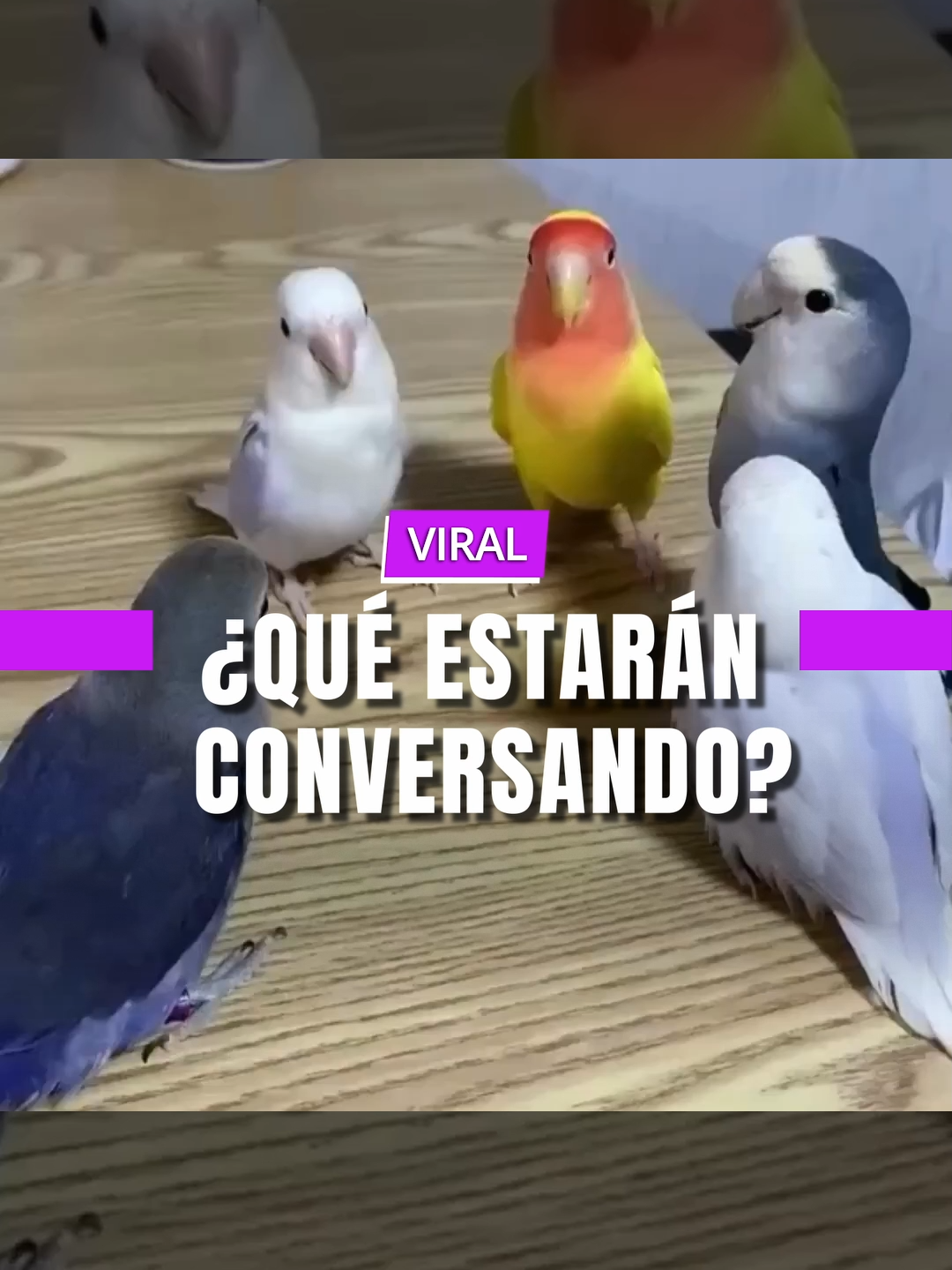 ¡Reunión de loros en plena acción!  Estos adorables agapornis se juntan como si fueran a planear su próxima conquista de la jaula.  Colores vibrantes, personalidades únicas y un toque de caos... ¡la vida en bandada nunca es aburrida!  Descubre más sobre estos pequeños genios emplumados. #fyppppppppppppppppppppppp #paratiiiiiiiiiiiiiiiiiiiiiiiiiiiiiii #Lifestyle #animalsoftiktok #animals #fypツ