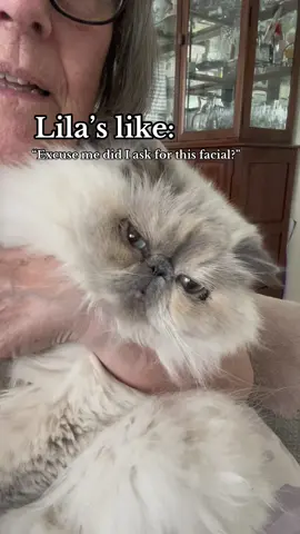 Lila’s spa day at home #peteyewipes#eyewipesforcats#cleanpeteyes#spadayforcat#gunkyeyes