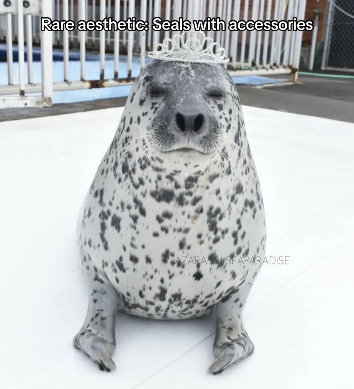 Most of these are hiyori haha #Seals #sealtok #seal #fyp #viral