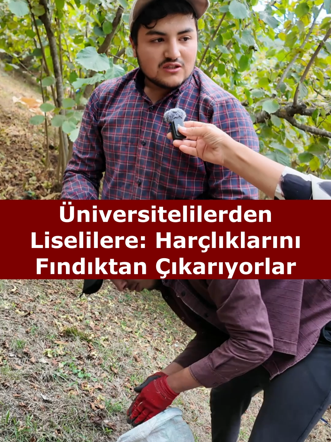 Bafra’da öğrencilerden oluşan bir ekip yaz tatilinde fındık bahçelerinde 🌰 30 gün boyunca çalışarak okul harçlıklarını çıkarıyorlar 👩‍🎓👨‍🎓 Sizce bu emek karşılığını buluyor mu? 👉 Ayrıntılar: Bafra55.net