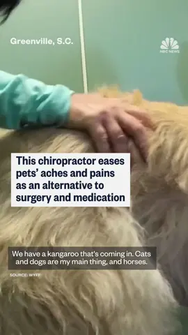 Meet the #SouthCarolina chiropractor who specializes in easing pets’ aches and pains as an alternative to surgery and medication.