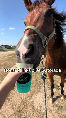 Honse needs to stay hydrated  #horses #horse #horsetok #fyp #foryou 