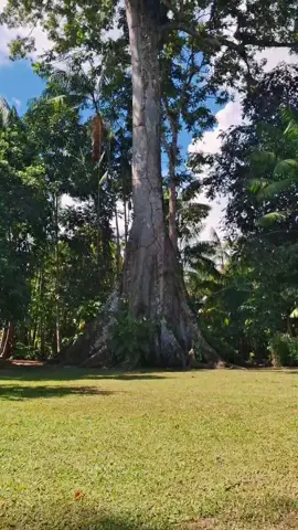 Para quem estiver em Belém na Cop30 e quiser conhecer a Ilha do Combu com conforto e segurança, eu indico a Shallom Turismo. Mais informações no vídeo. #cop30nopará 