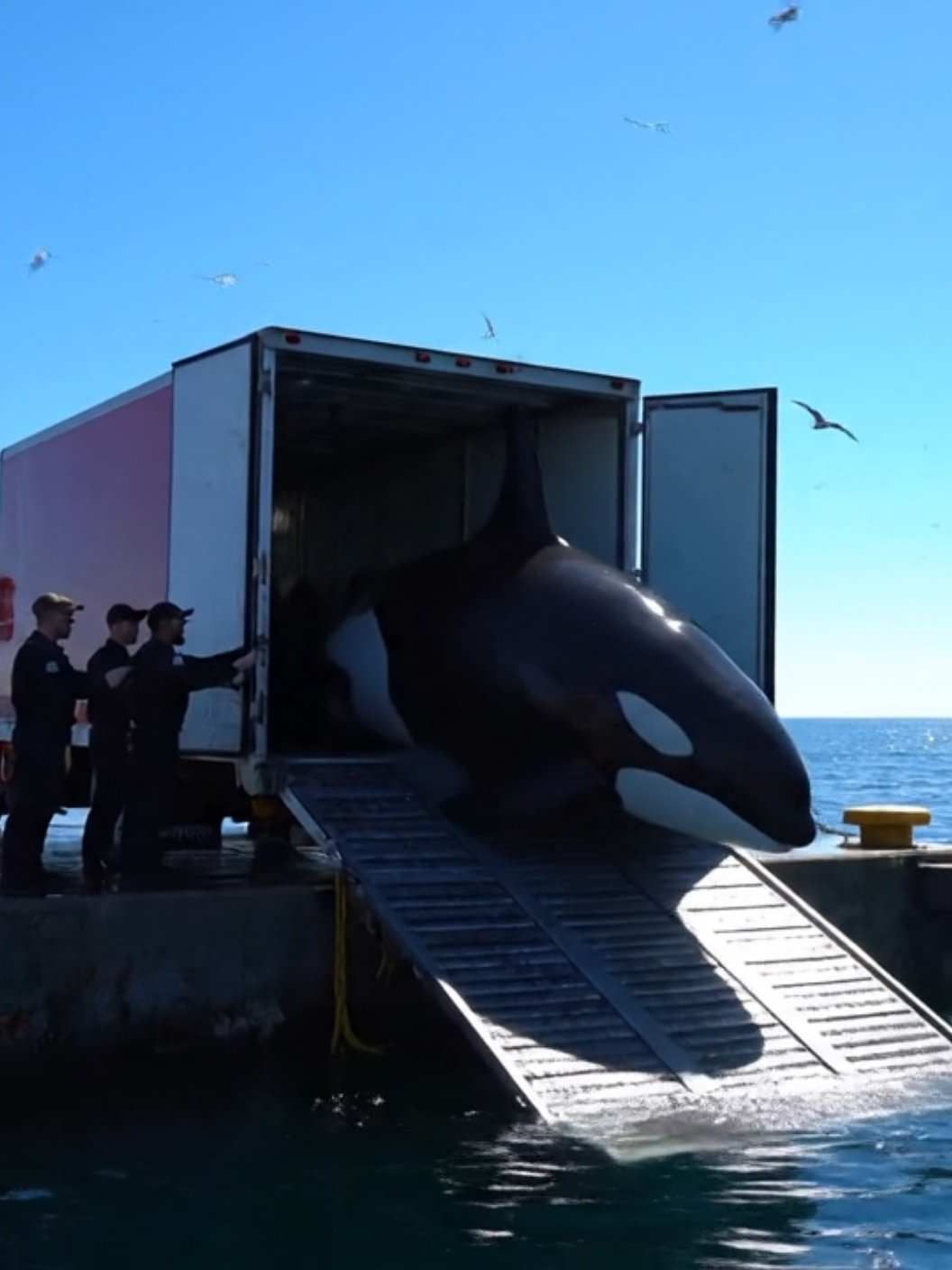 #jessicaredcliffeorca #trending #foryoupage #orcaincident #dolphinincident 
