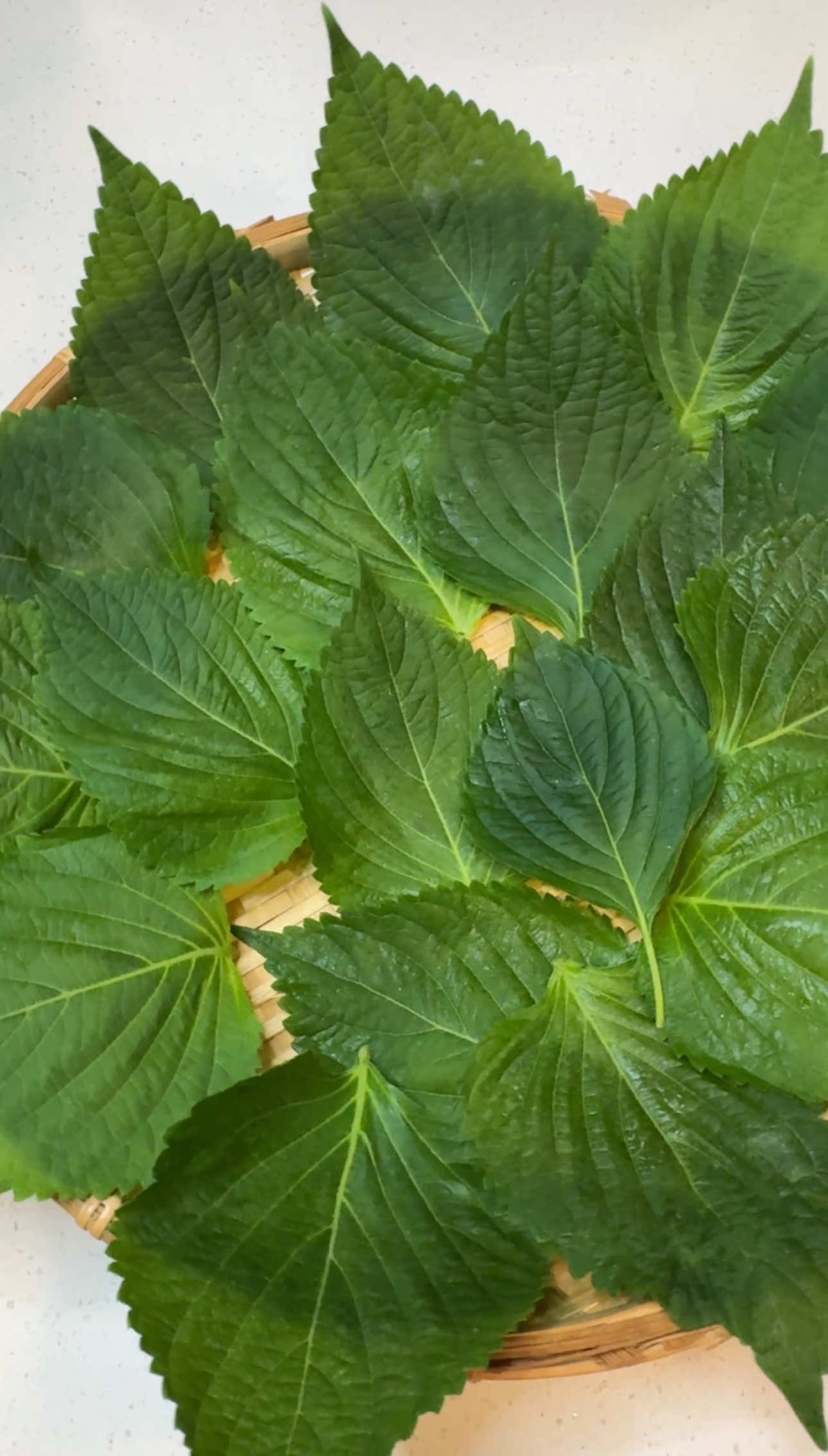 🌿Korean Pickled Perilla Leaves Ingredients 	•	2 oz perilla leaves 	•	1/4 cup rice vinegar 	•	1/4 cup rice cooking wine 	•	1/4 cup soy sauce 	•	1/4 cup sugar 	•	1 Tbsp Korean hot pepper powder 	•	2 cloves garlic, minced 	•	1 Tbsp sesame seeds Instructions 	1.	Rinse and drain the perilla leaves. Let them dry completely and set aside. 	2.	In a bowl, combine the remaining ingredients to make the brine. 	3.	In a clean, airtight container, layer a little brine with 2–3 perilla leaves. Repeat until all the leaves are used. 	4.	Press down gently so the leaves are fully submerged in the brine. 	5.	Close the lid and refrigerate. The pickled leaves will be ready to enjoy in 1 day. #perilla #koreanfood #koreanrecipe #kdrama 