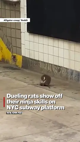 FINISH HIM! Two rats got into a wild brawl on a NYC subway platform. 😧