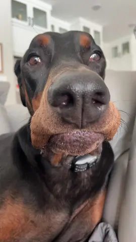 #dogs #doberman 