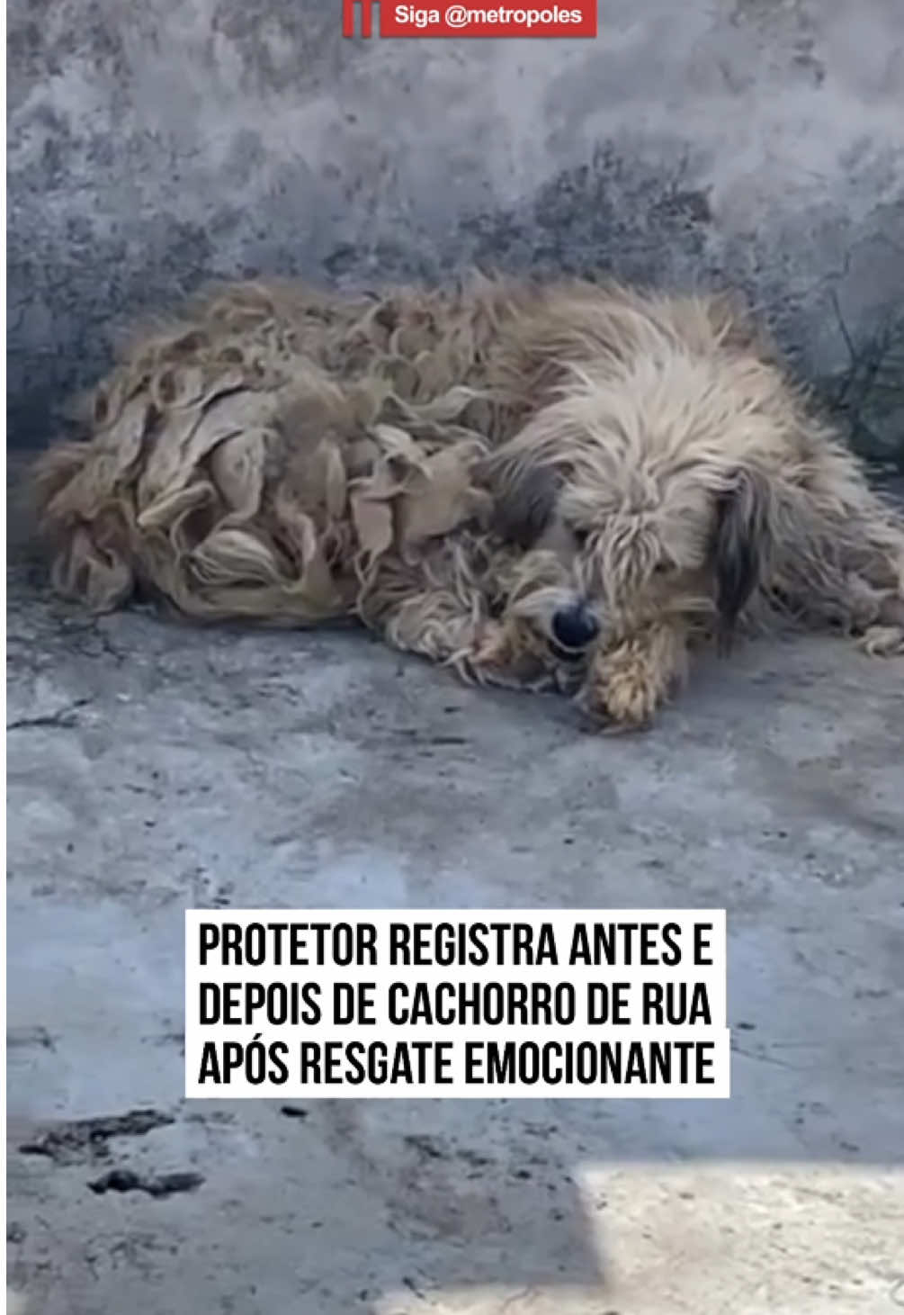 🥹🐕 O protetor de animais Márcio Laverda emocionou os internautas ao registrar o #resgate #emocionante de um #cachorro de rua, batizado de #Felpudo. No vídeo, o homem mostra a situação inicial do cachorro, com o pelo significativamente sujo e infestado de carrapatos e debilitado. Após encontrar o cão, Márcio providenciou um banho, tosa e medicamentos para que a saúde do doguinho se restabelecesse.  No novo lar, sob os cuidados do protetor, Felpudo, quase irreconhecível, aparece saudável e cheio de energia, brincando com o homem que mudou seu destino.  🥹🥹 #TikTokNotícias 🎥 @protetormarciors  | @myhoodbr