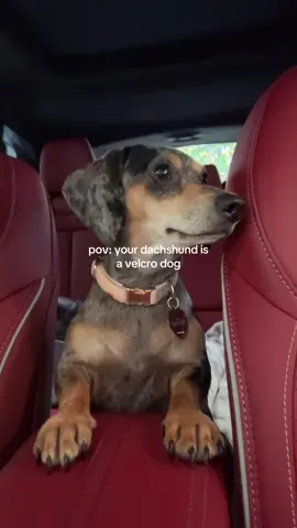 One thing about dachshunds is they are so incredibly clingy but I love it #fyp #foryou #dachshund #weinerdog #dogsoftiktok #minidachshund 