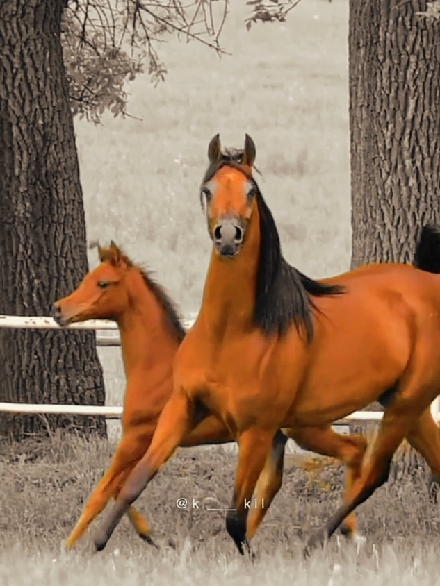 #CapCut عشق الخيل #عشق_الخيل_ادمان 