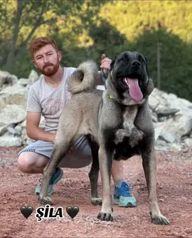 Erkek Bozan Dişilerden 🖤🇹🇷🖤 #keşfet #kangal #çobanköpeği #köpekyarışması #köpekyavru #keşfetteyizzz #keşifetedüş #türkiye #keşfetbeniöneçıkar #tiktok #köpekvideoları #hayvansevgisi 