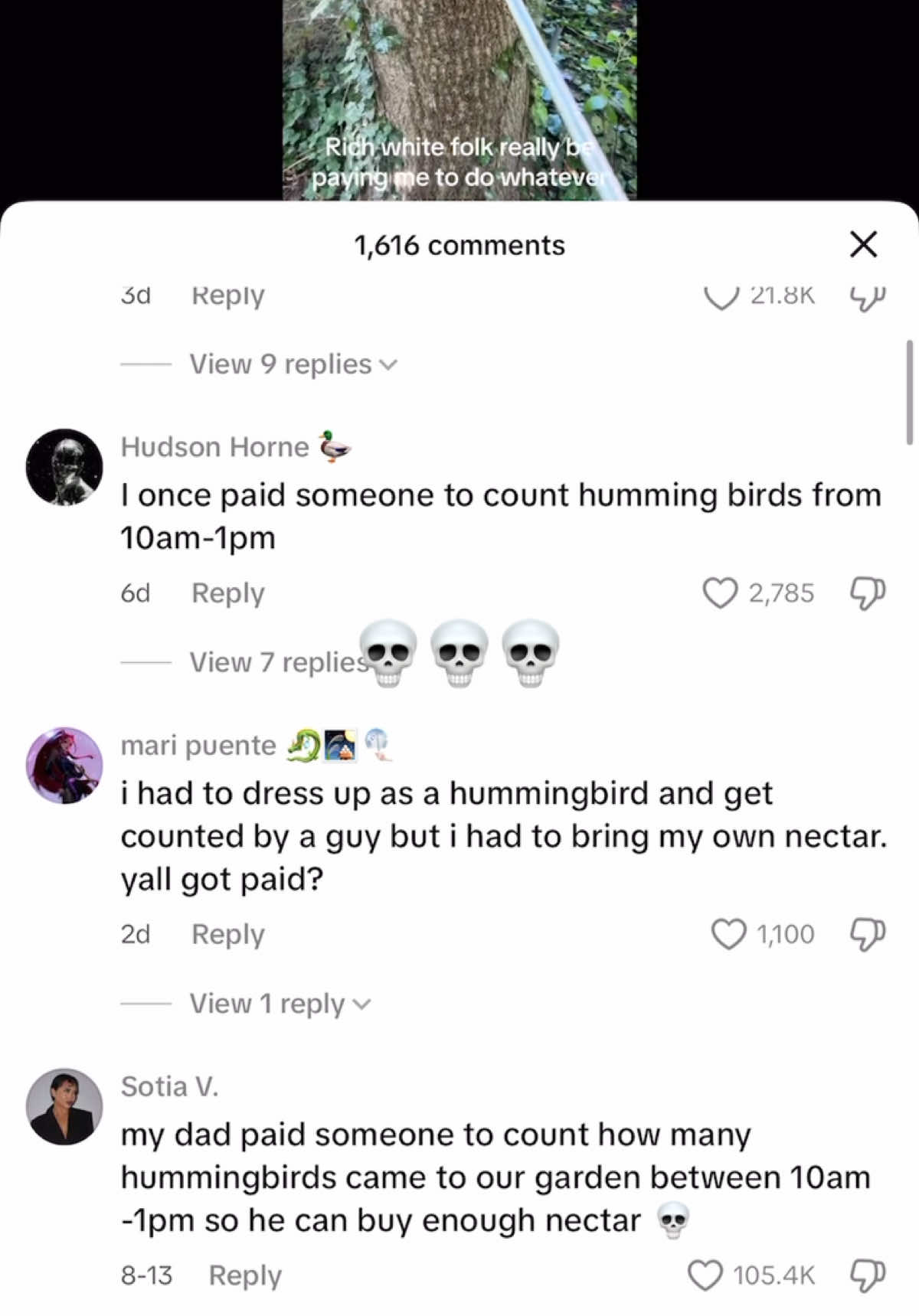 Why are the hummingbirds in the walls #fyp 