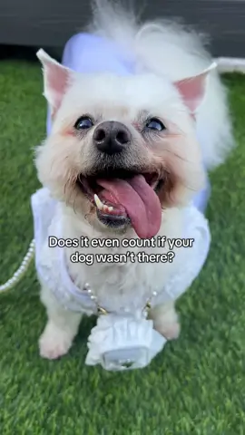 You didn’t get married if your dog wasn’t there, just saying 🤭     #dog #dogs #dogsoftiktok #fyp #wedding 