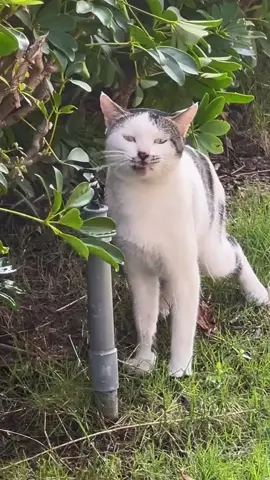 so funny!!!#cats #cute #funnycat #funny #funnyvideos