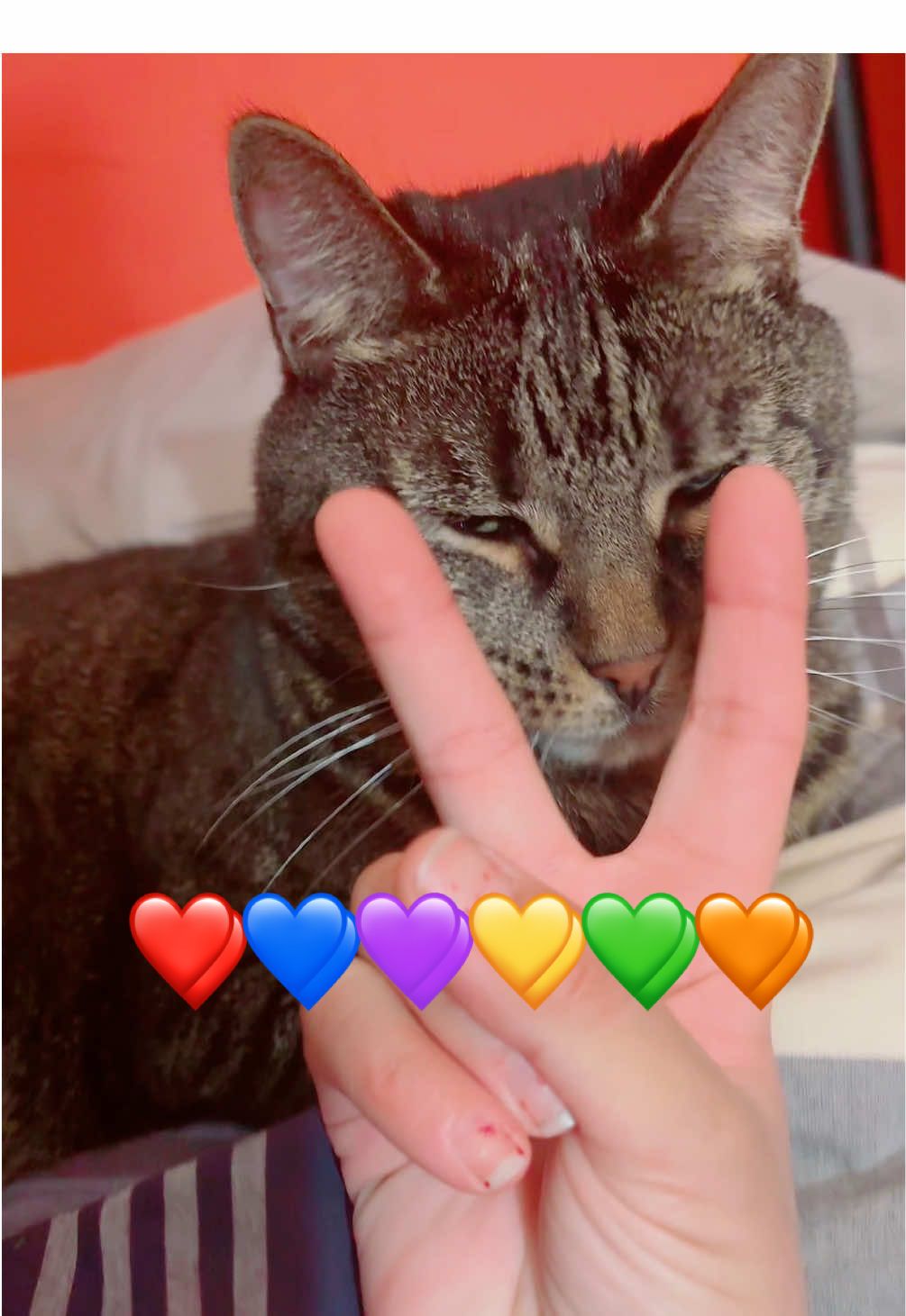 Kitty love #loveisforthewayyoulookatme #crunchycleaningbykathy #catsoftiktok 