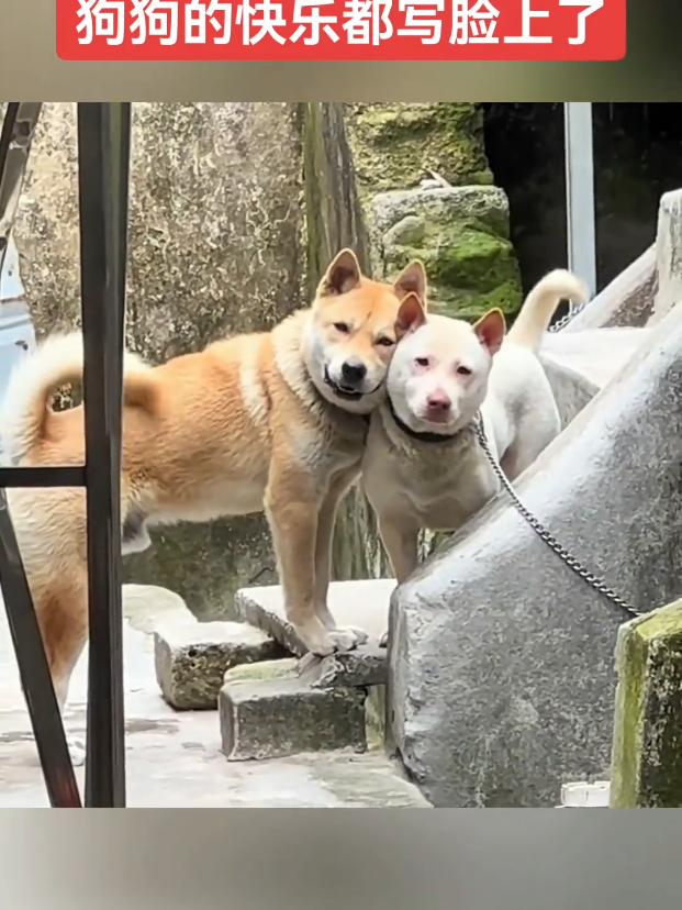 happy dog