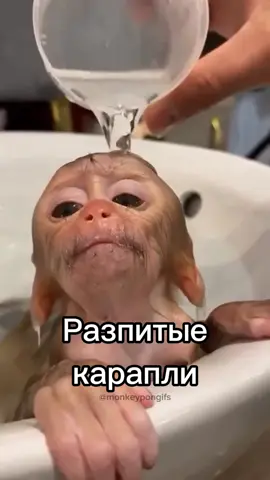 рапитие карапли#школа#последнийденьлета #1?сентября #опизьяны