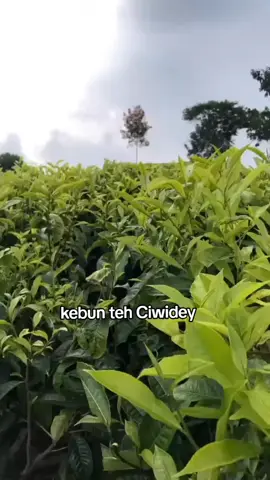 assalamualaikum  indah nya kebun teh Ciwidey  #ademsekali😌❤️ #pemandanganalam  #kebunteh #ciwideybandung 