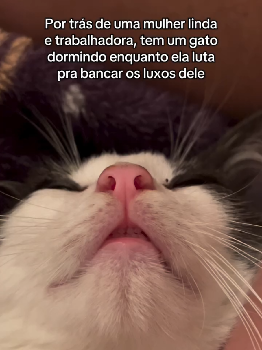 Quem é mãe de gato sabe bem 🤣 #gatosfofos  #gatosdotiktok  #humor  #catsoftiktok  #reels 