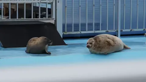 Цуки: Муу?? А может, мууу?? Маширо: Н. Е. Т. #Seal #тюлень #тюленьчик #seal #тюленьи_будни 