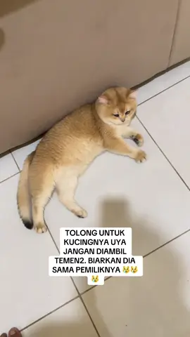 Mereka yang gatau apa2 jangan dilibatkan 😿 #uyakuya #britishshorthair #pedigree #fyp #jarah 