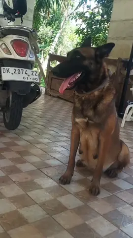 Kehamilan H+52...Casey Belgian Malinois,semoga sehat ibu+anak