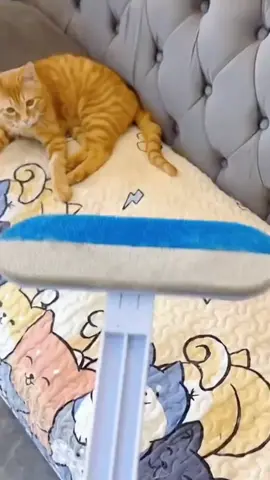 🐾 Escova Longa Ergonômica para Cães e Gatos 🐶🐱 ✅ Escova de limpeza pet multifuncional ✅ Ideal para remover pelos de cachorro e gato ✅ Pode ser usada no seco, molhado, vidro e telas ✅ Confortável, prática e fácil de usar Olha o que nossos clientes estão falando 👇 Garanta já a sua com desconto no TikTok Shop 🚀 #escovapet #viraltiktok  #escovadegato #tiktokshop  #petshop 