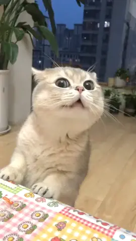 قولوووو 😹😹