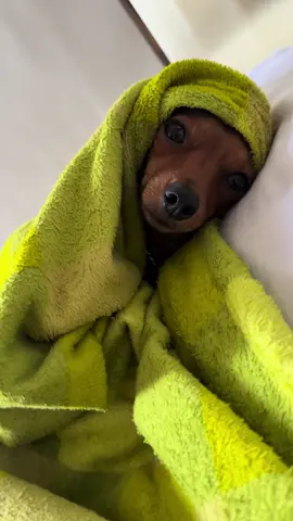La vida de Color de Rosa 🔴 #Perros #Dogs #perrostiktokers #dogsoftiktok #Pincher 