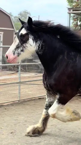 Eve and Briar #blackclydesdales #clydesdale #drafthorse #maresoftiktok #norcoca 