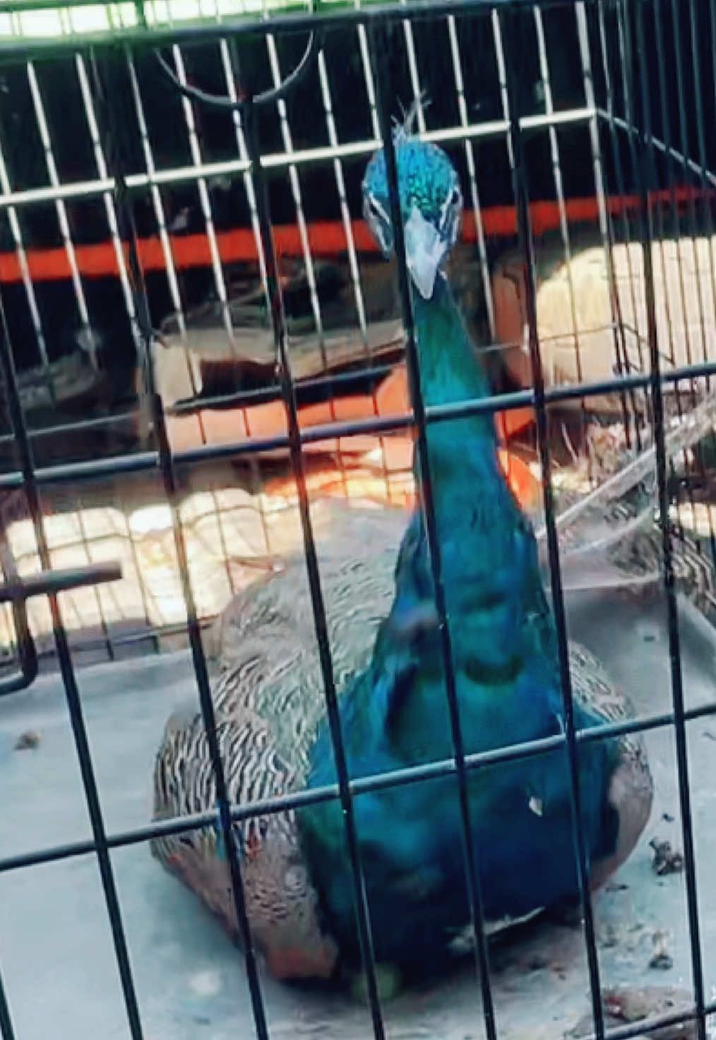 Little peace of heaven at my dads farm. 🦚 