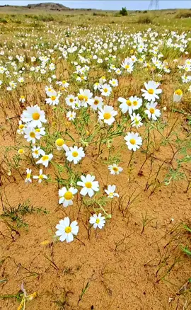 #الربيع #تصويري #اكسبلورexplore 