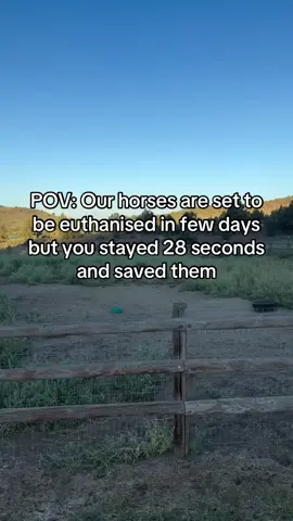 Every kind comment mean a world to me🥹❤️#horse #shelter #sanctuary #animalsoftiktok #horselovers #skydogelliot #rescuedoneright #passthesafeact #mustangsanctuary #wildhorses #stoptheroundups #killpenrescue #livewildstayfree #savedfromslaughter #thankyou #stopsaleauthority #skydogwildboy #skydoghyas 