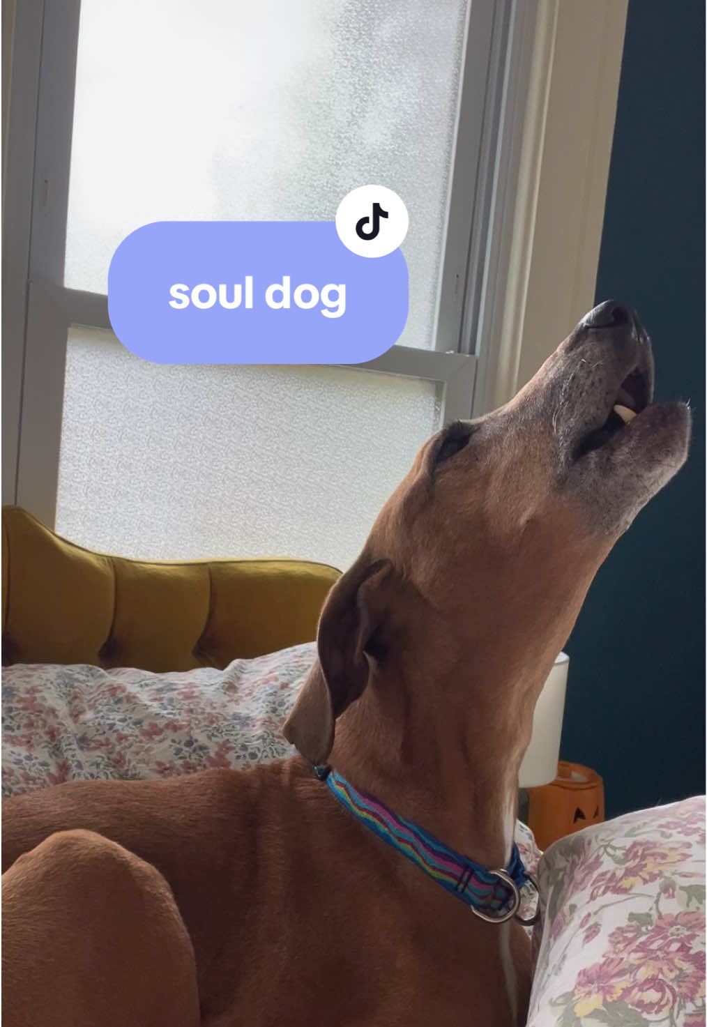 nobody's ever seen him & @johnmayer in the same room.. 🤷‍♀️ #souldog #nosuchthing #singingdog #dogtok #johnmayer 