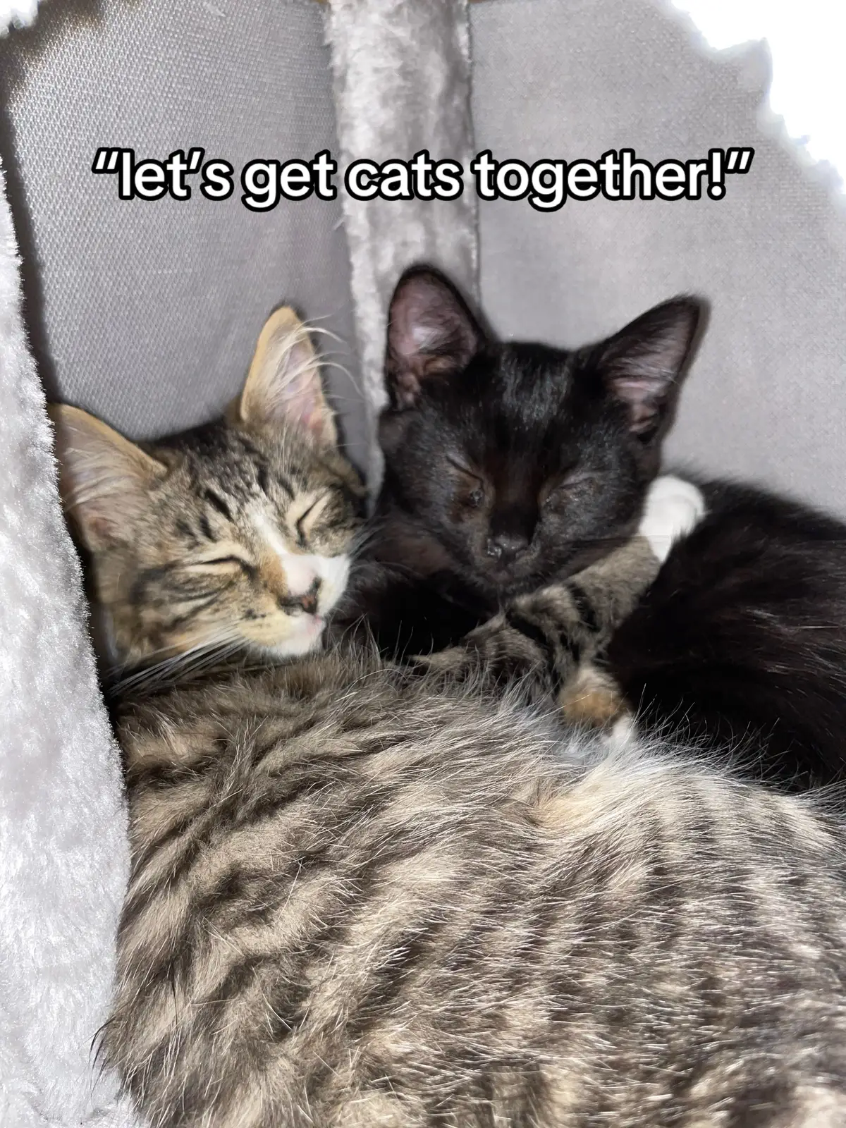 they’re so spoiled it pretty much makes up for only having one parent🕺🏽🫶🏼 #catmom #foryoupage #trending #singlemom #catsoftiktok 