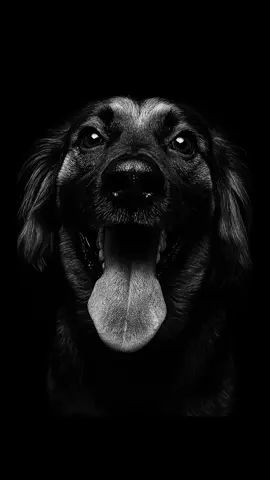 Testem também, vamos amar ver os doguinhos de vocês. #cachorro #chatgpt #dogs 