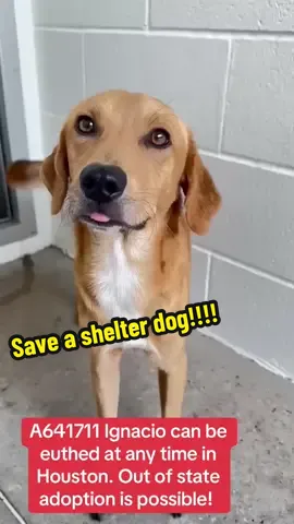 Fill out the app in my bio if you are interested in adopting! @Alix Earle @Braxton Berrios @Houston Texans #rescuedog #adoptdontshop #nfl #rescuedogarmy #shelterdog 