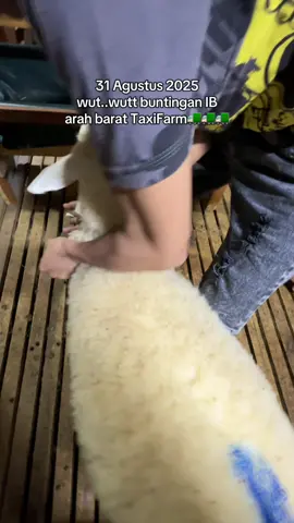kita wutt..wutt kan Buntingan IB arah barat lagi, di nahkodai lgsg ownernya @TAXIFARM bos muda mansur cs 🥳😃 #buntingancrostexsel #buntingansuffolkIB #dombasheep #breeding #taxifarmbondowoso 