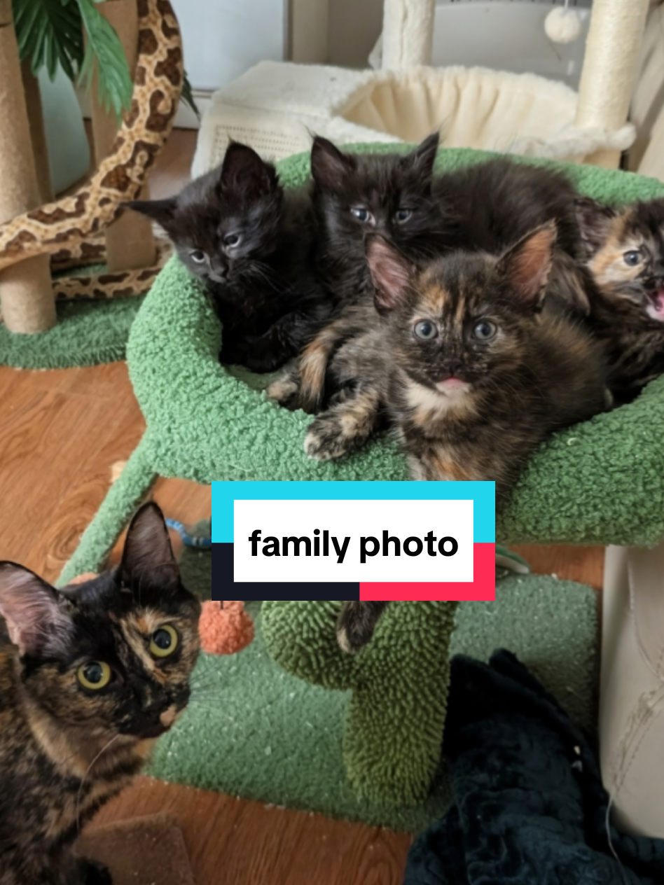 cat family photo op. #foster #kittens #cats #cute #kittenfarmer 