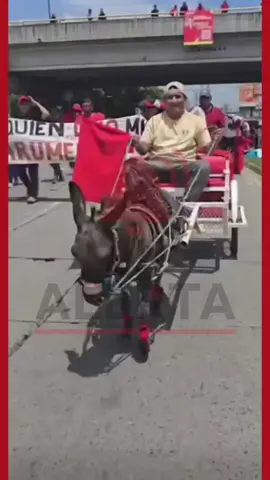 #LaAlerta ¡QUE CULPA TIENE EL PEQUEÑO BURRITO!