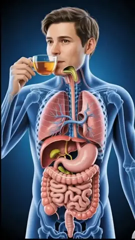 ☕ How Does Tea Digest in Human Body? | 3D Human Digestive System Animation#3DAnimation #DigestiveSystem #HumanBody #TeaDigestion #MedicalAnimation 