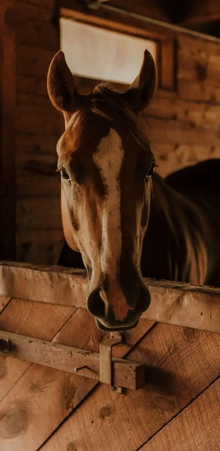 #فرس #خيل #صور #راشد_الماجد🤍 #خيول 