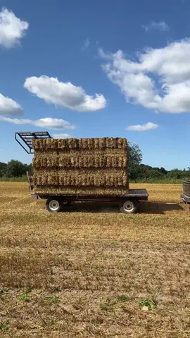 #oats #wisco #massey #fyp #straw 
