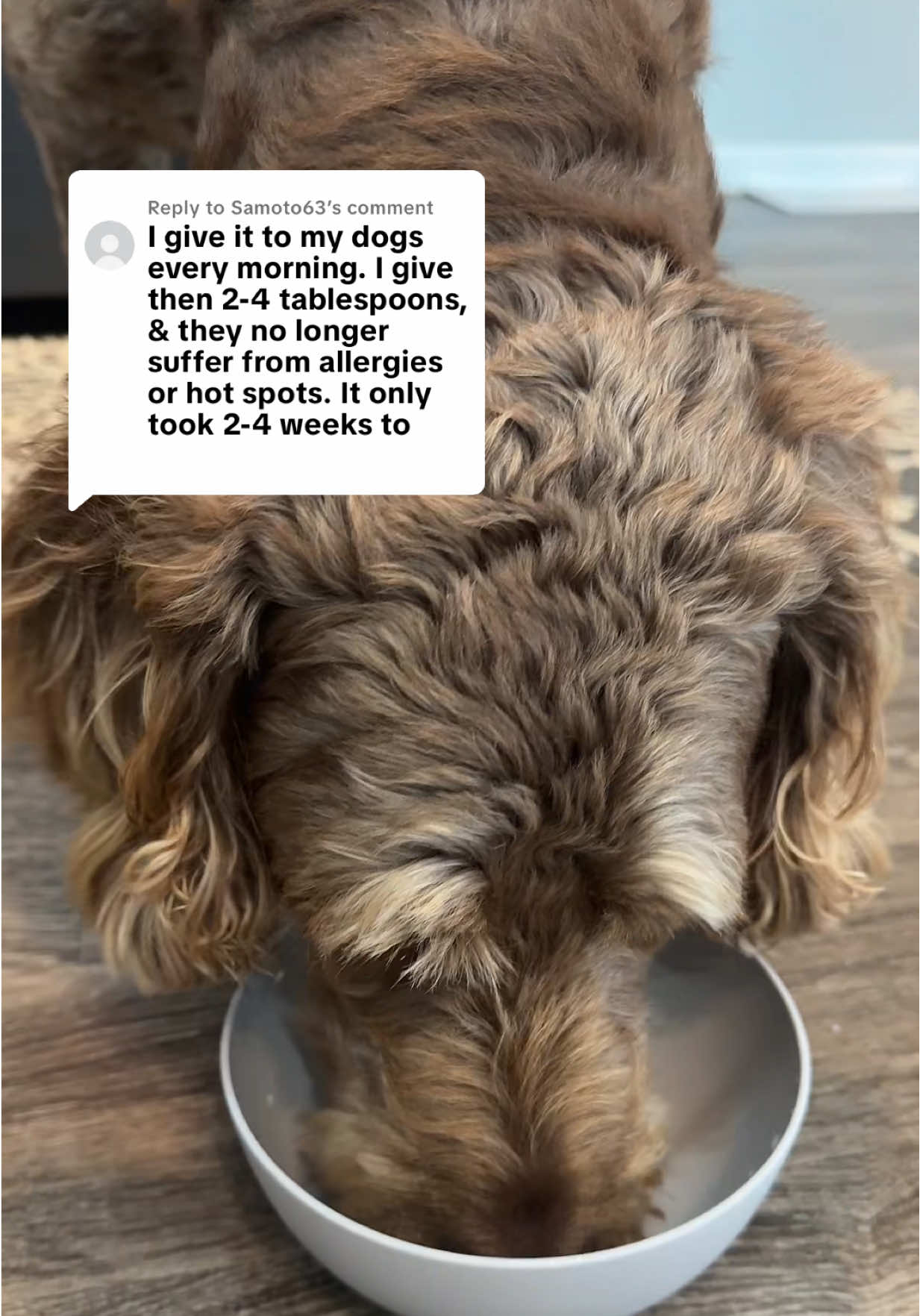 Replying to @Samoto63 Goats Milk #goatmilk #dogs 