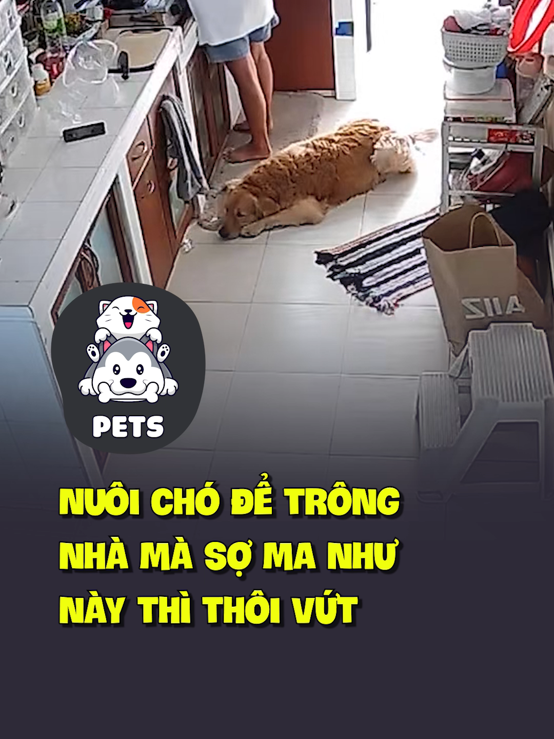 Nuôi chó để trông nhà mà sợ ma như này thì thôi vứt 😂 #shorts #pets